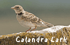 spanish steppes birding tours trips calandra lark photo